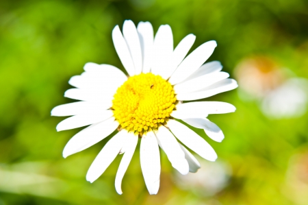 Chamomile closeupの写真素材
