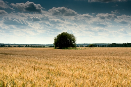 Rye field and blue skyの写真素材