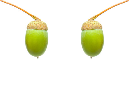 Green acorns isolated on whiteの写真素材