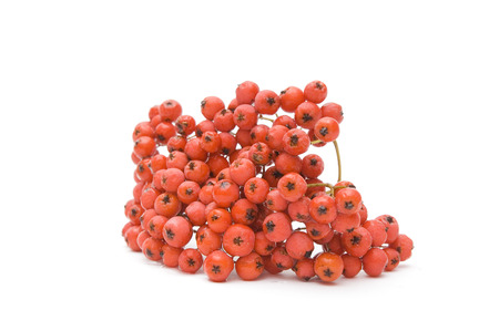 Red ashberry on white の写真素材