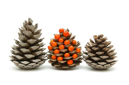 Three cones and ashberryの写真素材