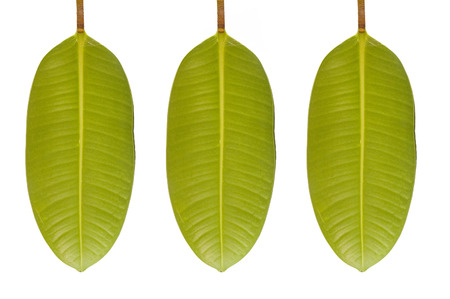 Three leaves on white