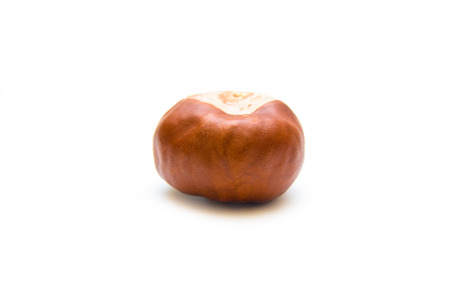 Seed of chestnutの写真素材
