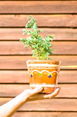 Hand holding flowerpotの写真素材