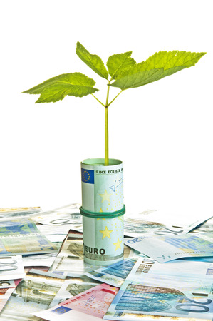 One plant growing from euro moneyの写真素材
