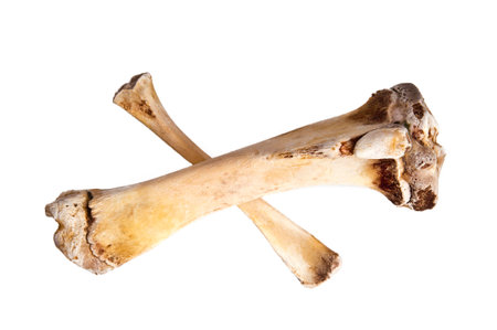 Bones on white background