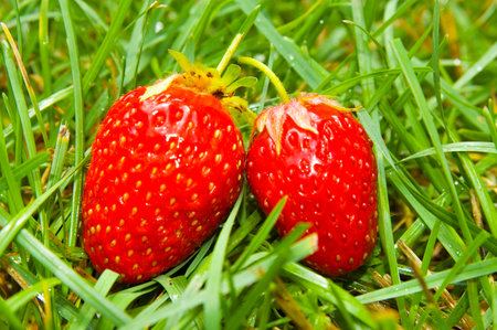 Strawberries on green grassの写真素材