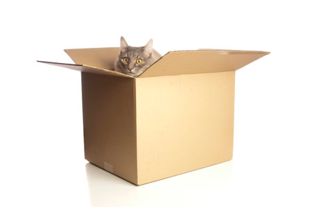 Cat in cardboard box