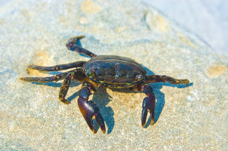 Crab on stoneの写真素材