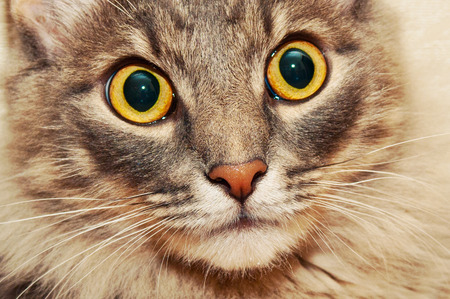 Fluffy cat  closeupの写真素材