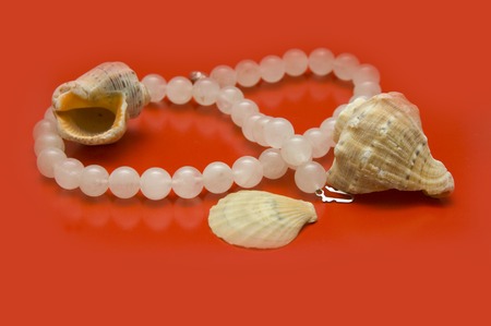 Sea-shells and bead