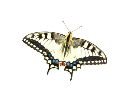Butterfly isolated on white の写真素材