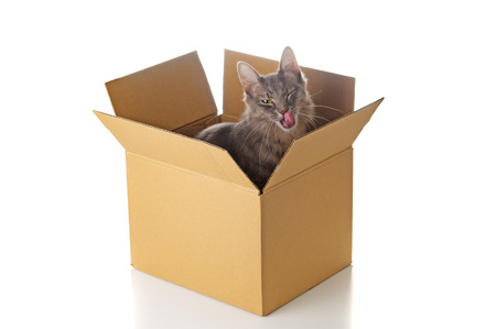 Grey cat in cardboard boxの写真素材