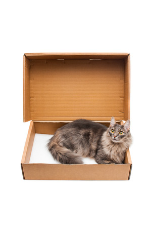 Pretty cat in cardboard box on white backgroundの写真素材