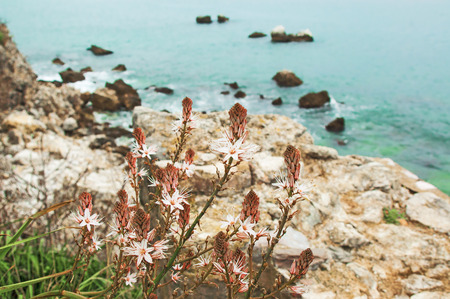 Flowers in rocks on seascapeの写真素材