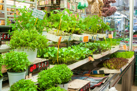 VALENCIA; SPAIN - JULY 02; 2015: Stall with green plants at Central Market in Valenciaのeditorial素材