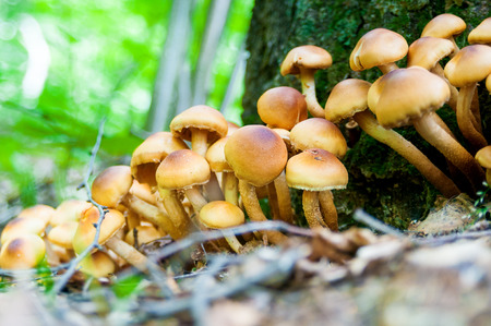 Mushrooms in the forest