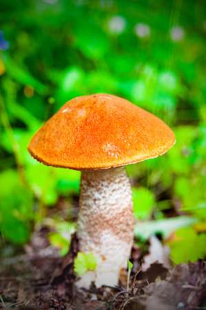 Orange-cap boletus growing in the  forestの写真素材