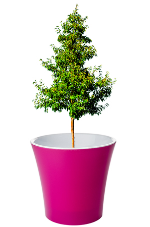 Tree growing from flower potの写真素材