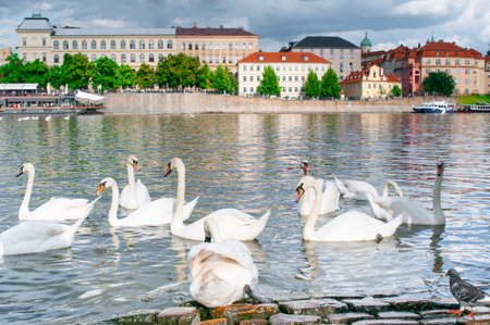 PRAGUE, CZECH REPUBLIC - JUNE 20, 2016: Swans in Vltava river next Charles bridgeのeditorial素材