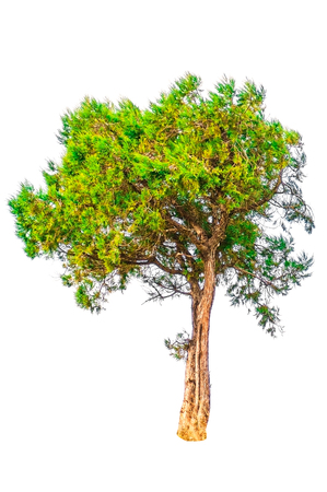 Juniper tree on white backgroundの写真素材