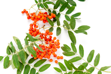 Ripe rowan berries isolated on white background. Top viewの写真素材