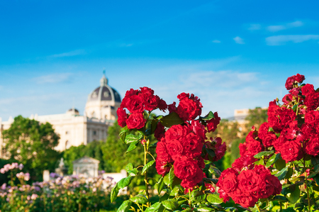 Red roses in People`s Garden(Volksgarten) in Vienna, Austriaの写真素材