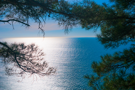 Serenity sea in pines brushes frameの写真素材