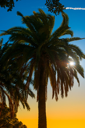Silhouette tropical palm tree in sunsetの写真素材