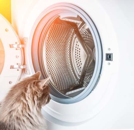 Empty washing machine and curious gray cat. Toned imageの写真素材