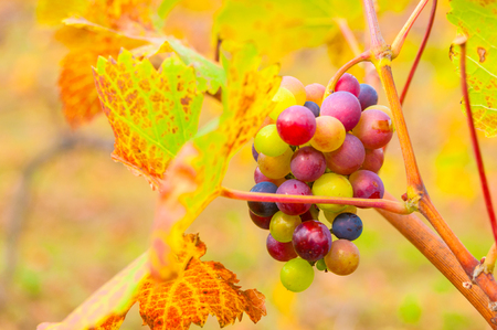 Bunch of grape in vineyardの写真素材