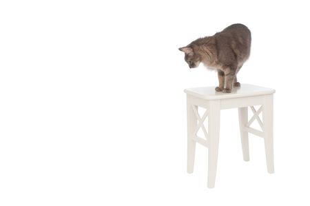 Gray cat on wooden stool isolated on white backgroundの写真素材