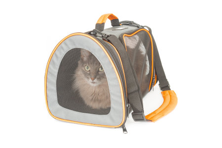 Gray fluffy cat inside carrier pet bag isolated on white backgroundの写真素材
