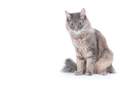 Fluffy gray cat isolated on white backgroundの写真素材