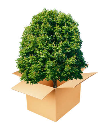 Chestnut tree growing from cardboard box on white backgroundの写真素材