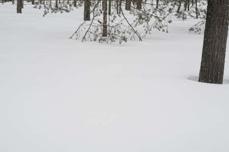 Landscape with snow and tree in winter forestの写真素材
