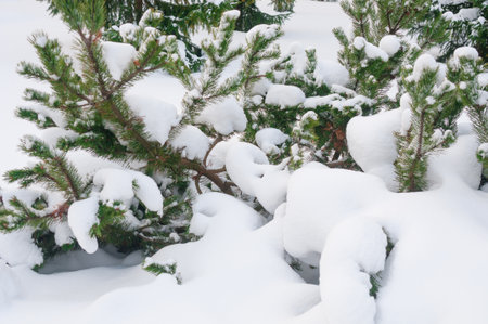 Branches of pine tree under snowdrift in a winter forestの写真素材