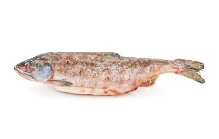 Frozen raw salmon fish close up on white background