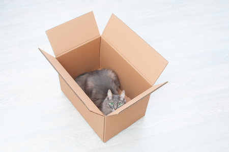 Beautiful gray cat inside cardboard box on a wooden backgroundの写真素材