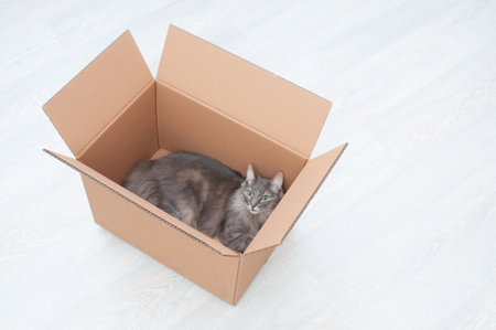 Fluffy gray cat inside cardboard box on wooden backgroundの写真素材