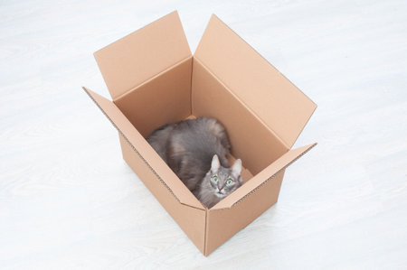 Adorable gray cat inside cardboard box on wooden backgroundの写真素材