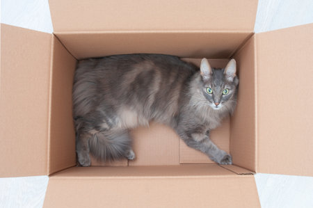 Adorable gray cat inside cardboard box close upの写真素材