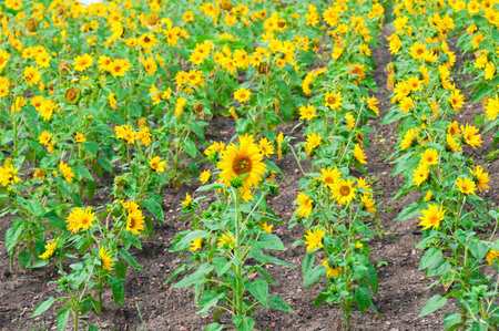 Sunflowers blooming on a sunflower field. Harvesting timeの写真素材