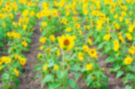 Blurring image of sunflowers blooming on a sunflower field. Harvesting timeの写真素材