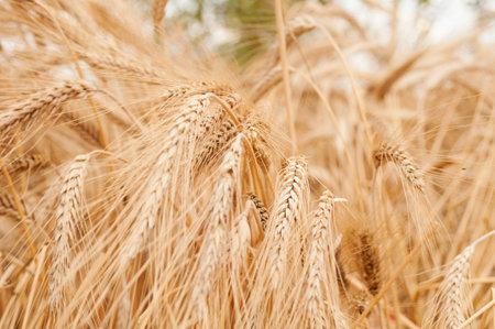 Wheat stems on a wheat field at summer. Harvesting timeの写真素材