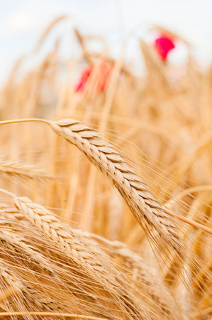 Wheat stem close up on a wheat field background. Harvesting timeの写真素材