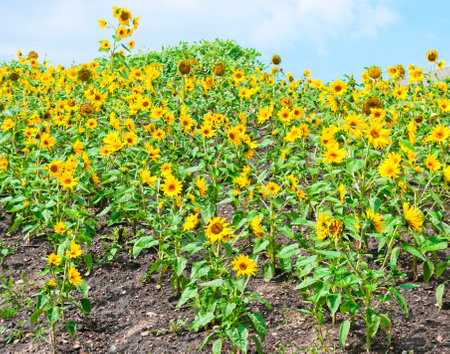 Sunflowers blooming on a sunflower field. Harvesting timeの写真素材