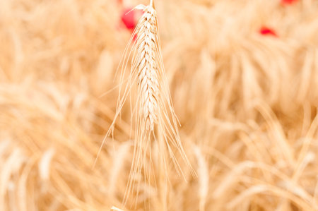 Wheat stem close up on a wheat field background. Harvesting timeの写真素材