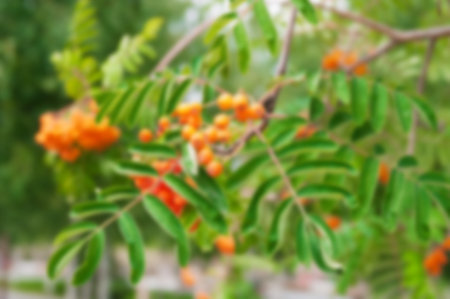 Blurred image of bunch ripe rowan close upの写真素材