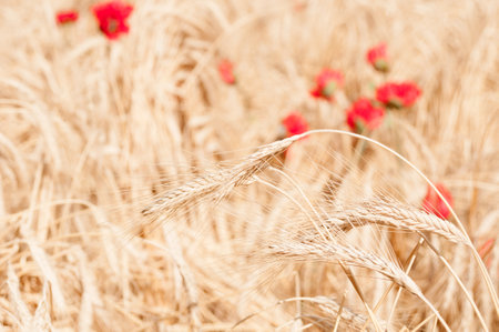 Wheat stems close up on a wheat field background. Harvesting timeの写真素材